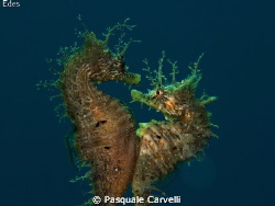 Hippocampus is love.
The photo did not come, but I wante... by Pasquale Carvelli 